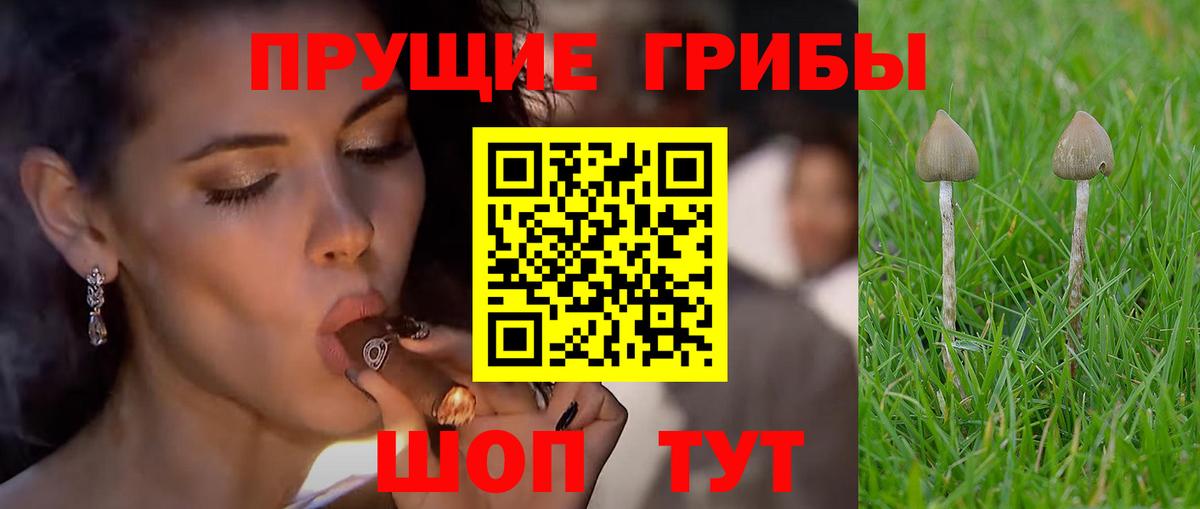 Псилоцибиновые грибы Psilocybine cubensis Шахты